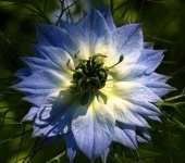 image of flower