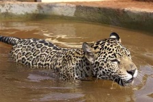 image of jaguar_car