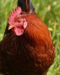 image of hen