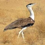 image of bird