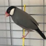 image of bird