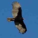 image of bird