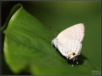 image of lycaenid
