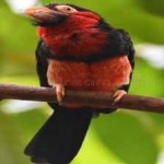 image of bearded_barbet #12