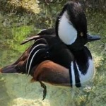 image of bird