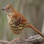 image of brown_thrasher #22