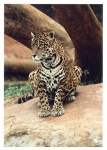image of jaguar_car