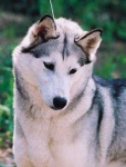 image of siberian_husky #11