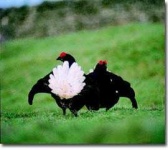 image of black_grouse