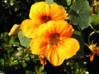 image of flower