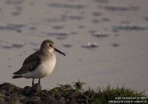 image of red_backed_sandpiper
