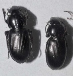 image of ground_beetle