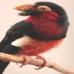 image of bearded_barbet #18