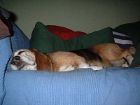 image of beagle