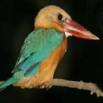 image of bird