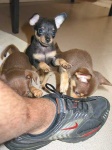 image of toy_terrier