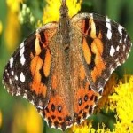 image of animal