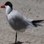 image of bird