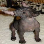image of animal