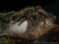 image of tarantula