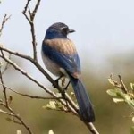 image of bird