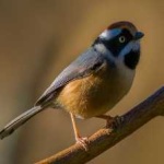 image of bird