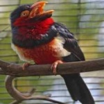 image of bearded_barbet #10