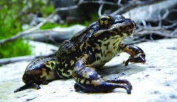 image of animal