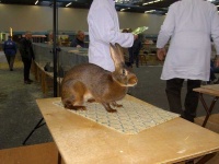 image of hare