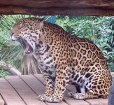 image of jaguar_car