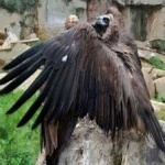 image of bird