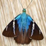 image of animal