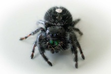 image of animal
