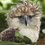 image of bird