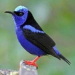 image of bird