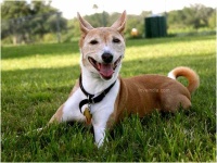 image of basenji