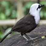 image of bird