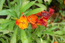 image of flower
