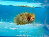 image of puffer #9