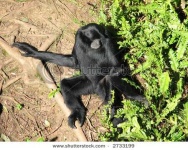 image of siamang