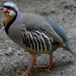 image of bird