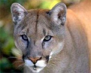 image of cougar_face