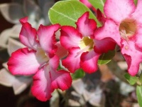image of flower