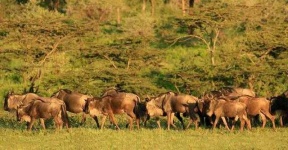 image of animal_migration