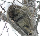 image of porcupine