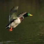 image of bird