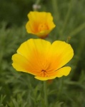 image of flower
