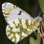 image of animal