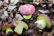 image of mushrooms