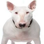 image of animal